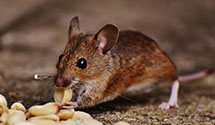 24 Hour & Emergency Exterminators in Decatur, AL